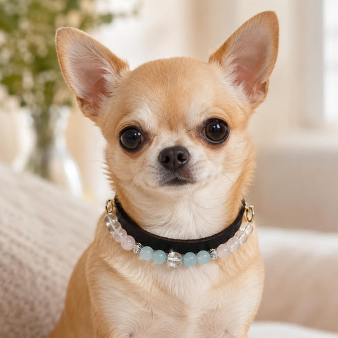 Dog wearing dark leather pet collar with aquamarine and rose quartz bead necklace