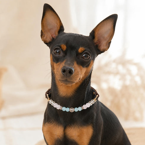 Dog wearing dark leather pet collar with aquamarine and rose quartz bead necklace