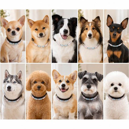 Assorted dogs wearing dark leather collars with aquamarine and rose quartz bead necklace