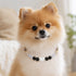 Beaded crystal pet collar with black and clear beads on a gold clasp