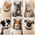 Beaded crystal collars and bracelets featuring black and light gemstone beads on pets