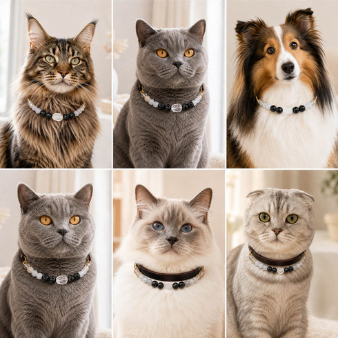 Beaded crystal pet collars with black and gray gemstone beads on cats and dogs