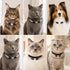 Beaded crystal pet collars with black and gray gemstone beads on cats and dogs